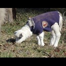 Zukünftige Lammhaxen – kein Wunder, dass uns die so gut schmecken.